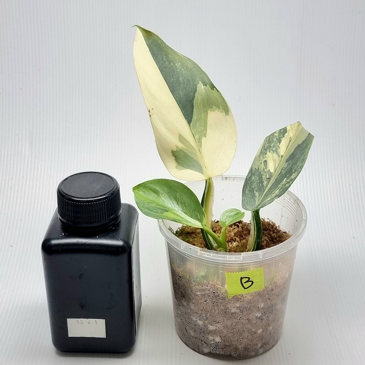 Philodendron Silver Sword Variegated