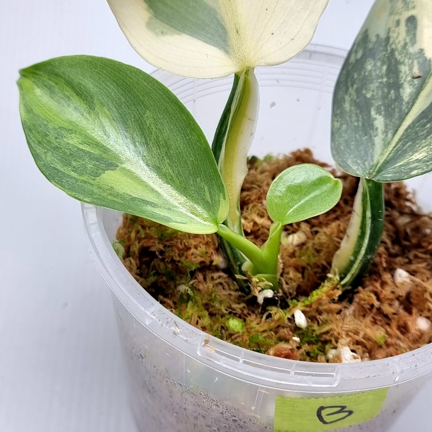 Philodendron Silver Sword Variegated