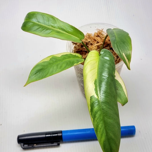 Philodendron atabapoense Variegated