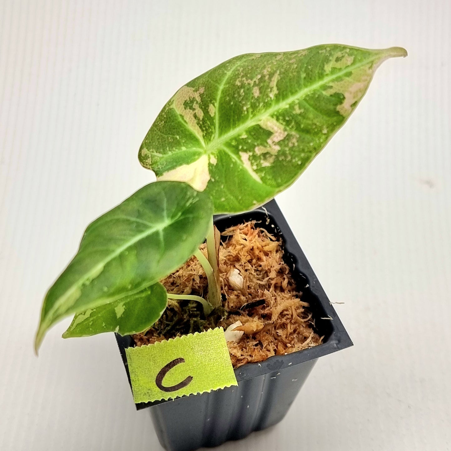 Alocasia black velvet Pink Variegated