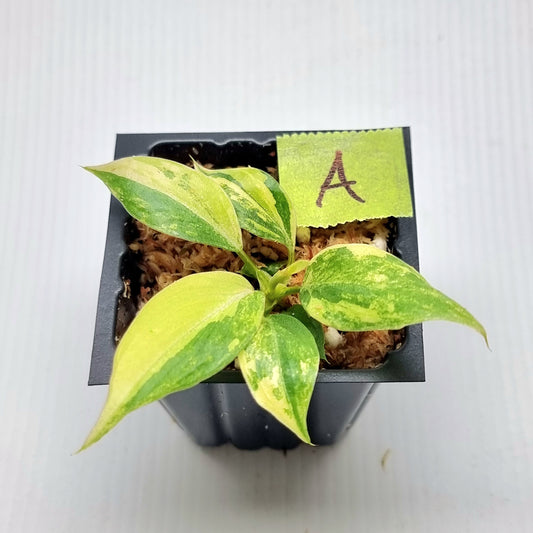 Philodendron gloriosum Tricolour Variegated