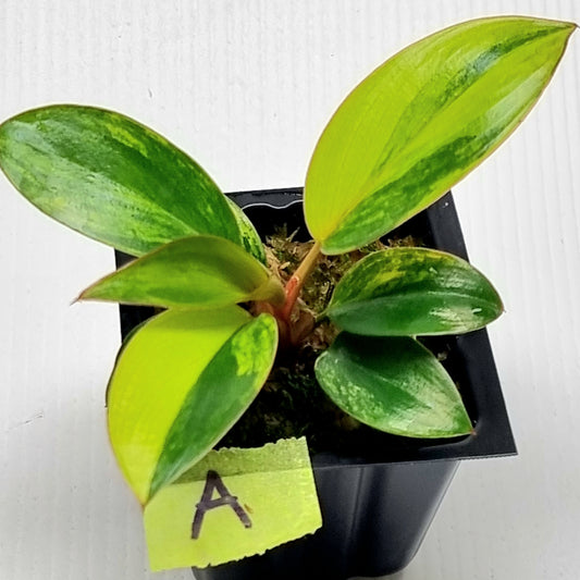 Philodendron Red Congo Variegated
