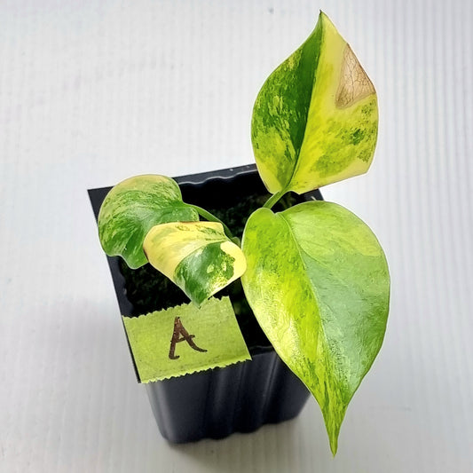 Monstera deliciosa Aurea Variegated (Large Form)