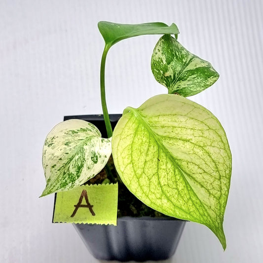 Monstera deliciosa Mint