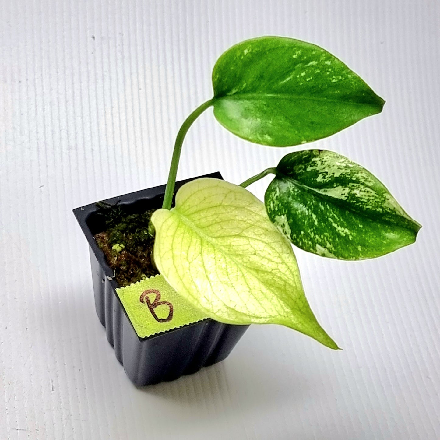 Monstera deliciosa Mint