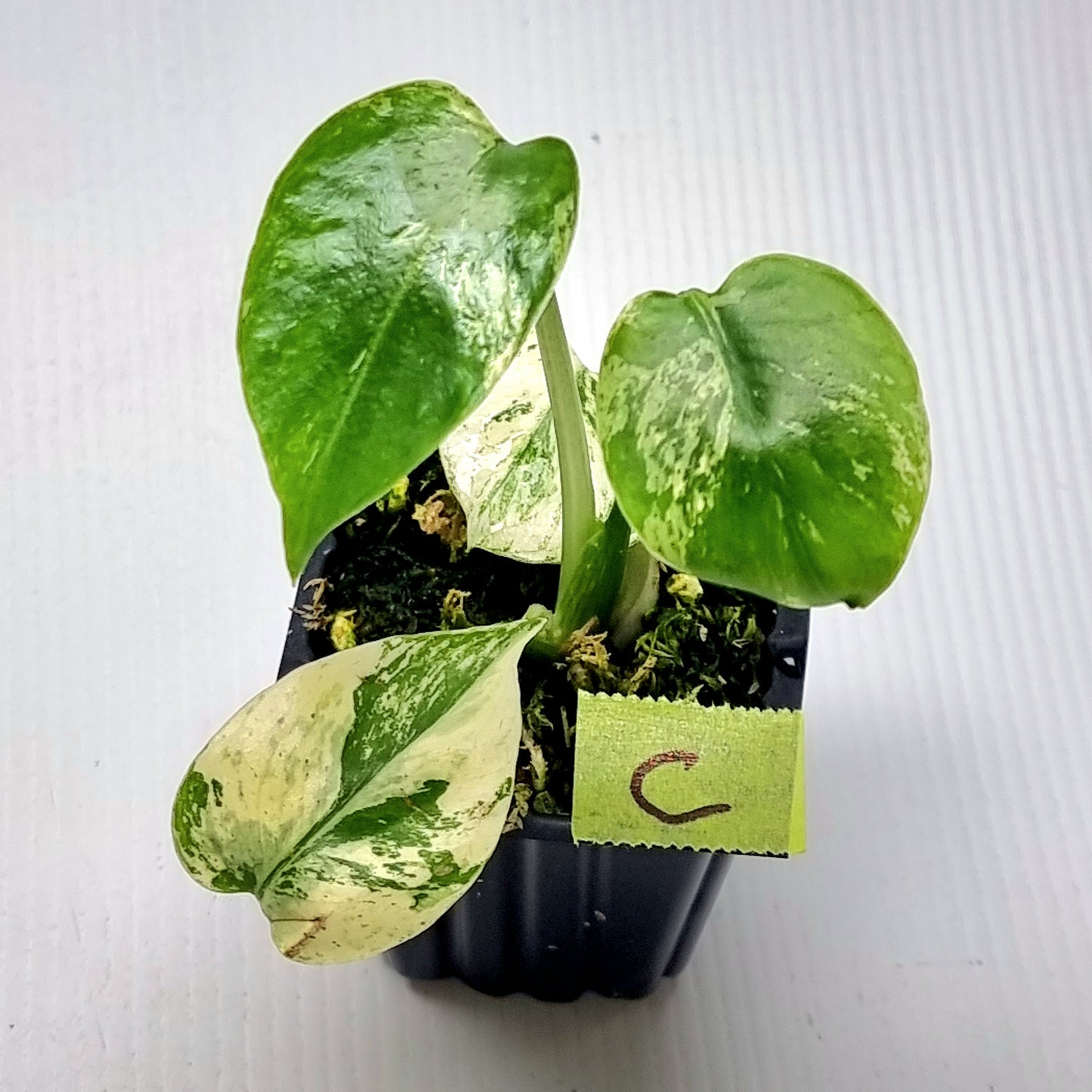 Monstera deliciosa Mint