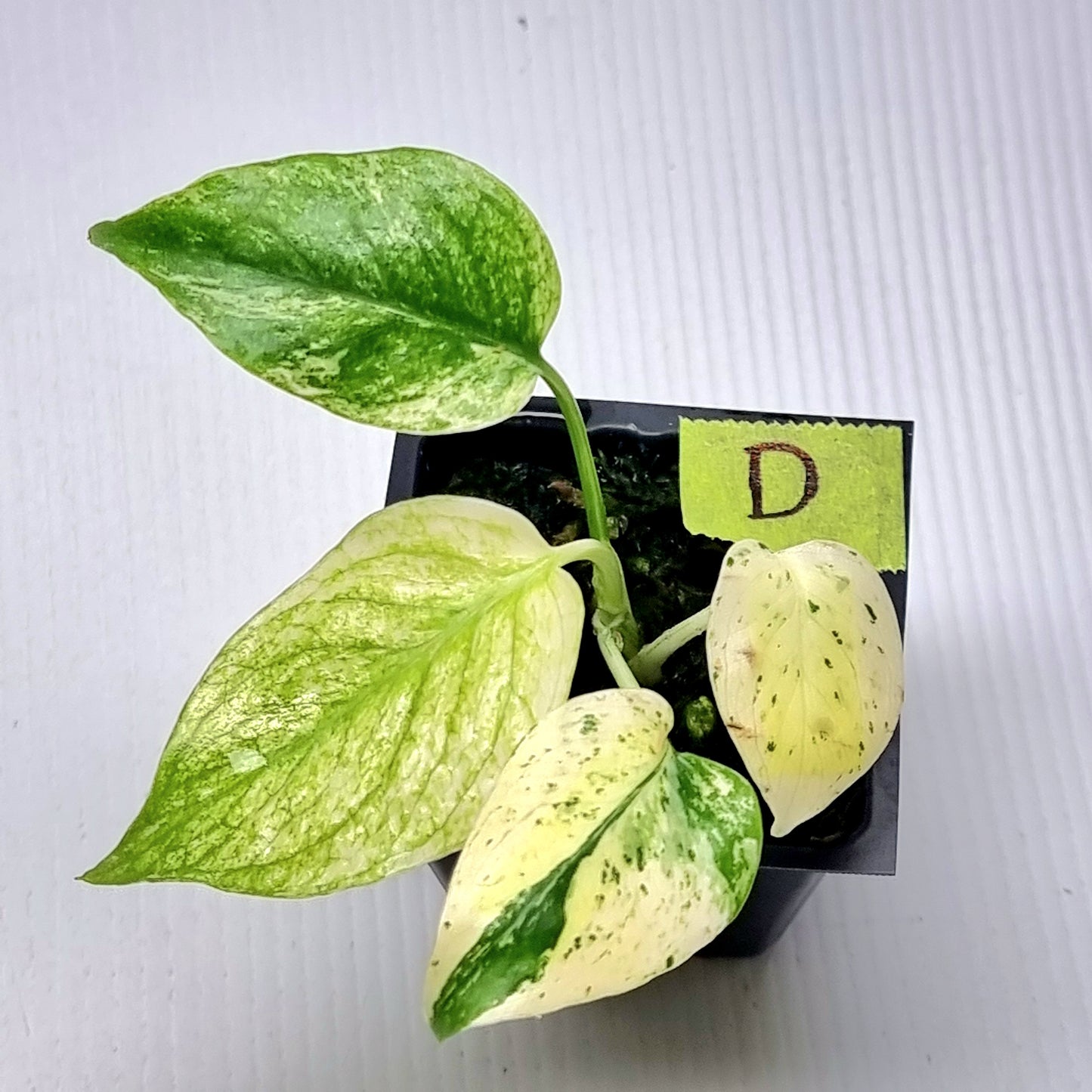Monstera deliciosa Mint