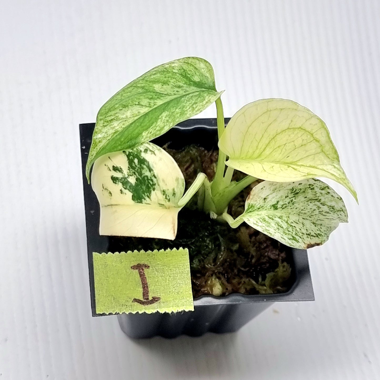 Monstera deliciosa Mint