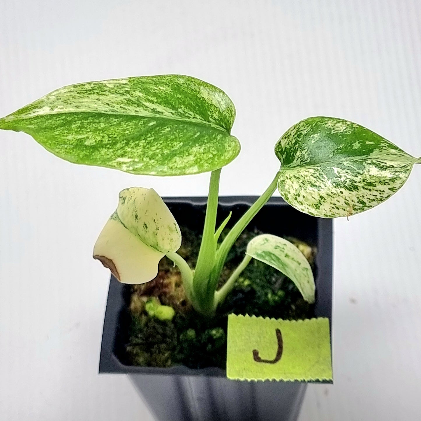 Monstera deliciosa Mint