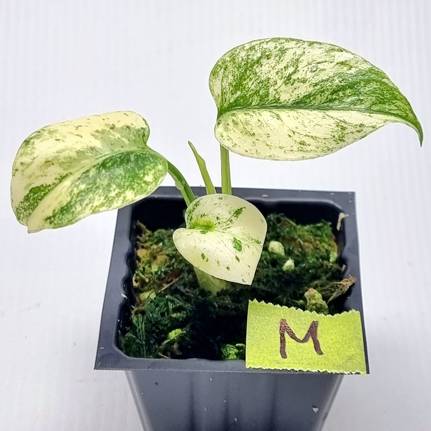 Monstera deliciosa Mint