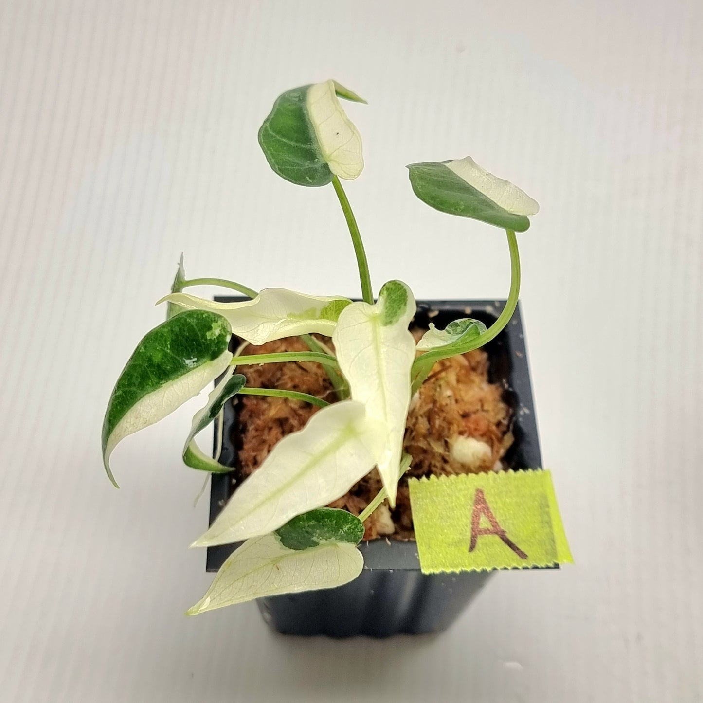 Alocasia amazonica Bambino Albo Variegated