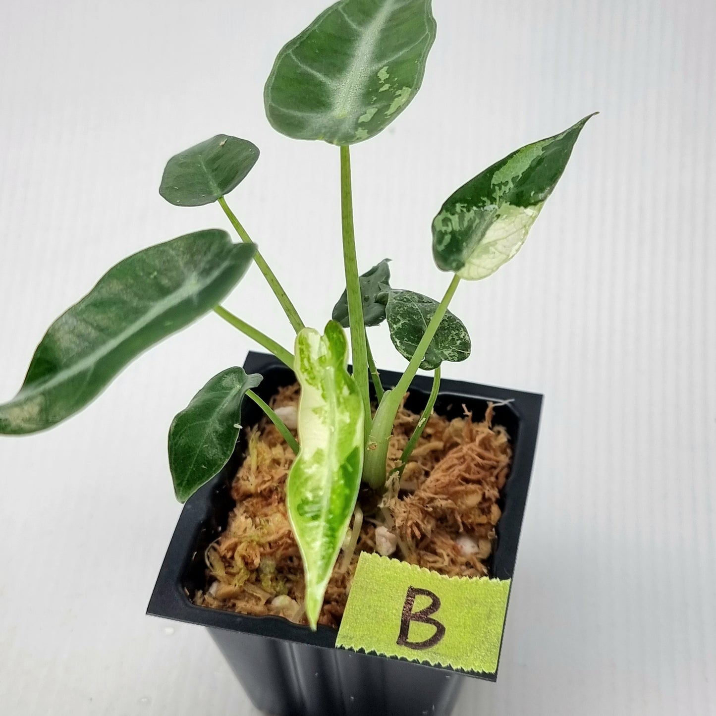 Alocasia amazonica Bambino Albo Variegated