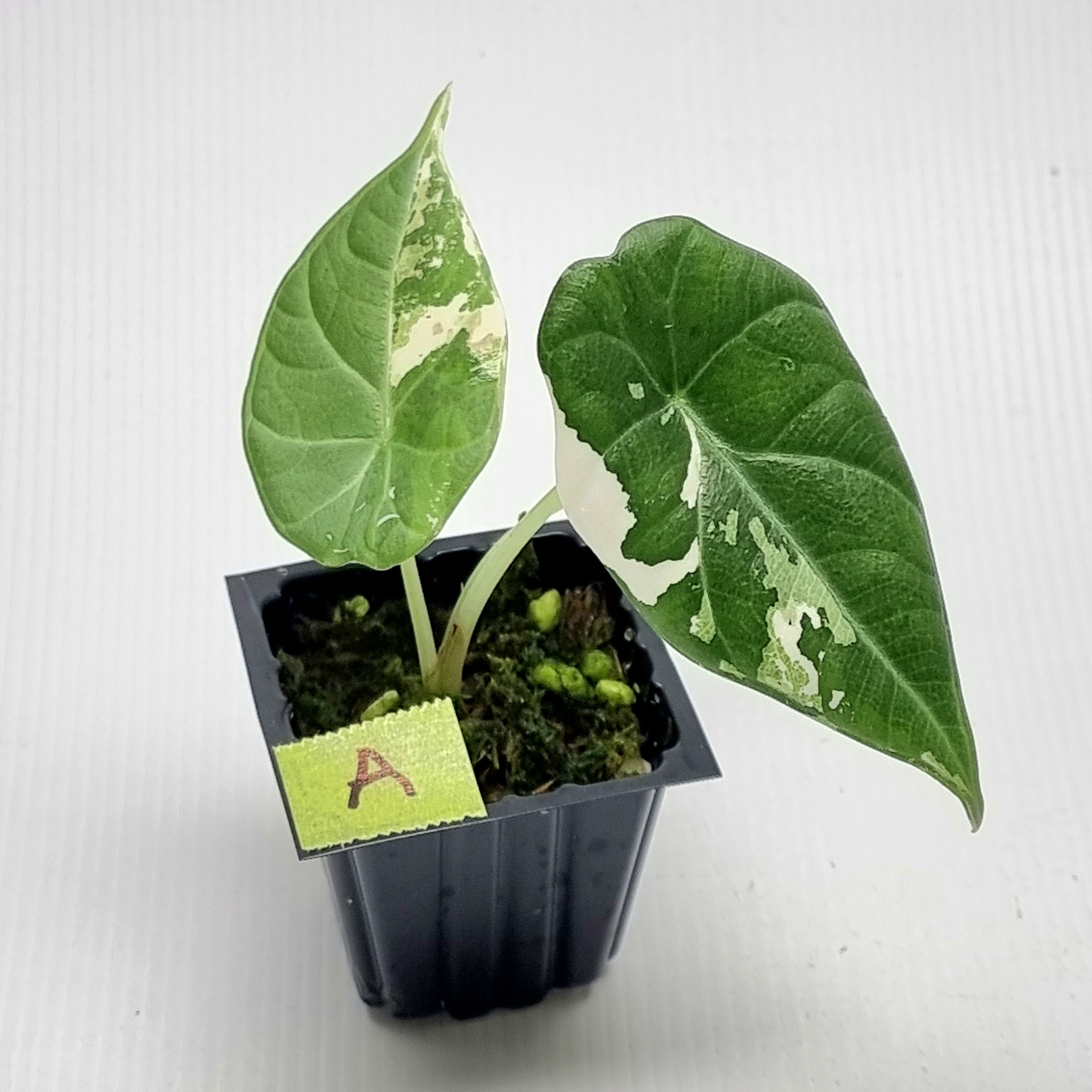 Alocasia Maharani Albo variegated