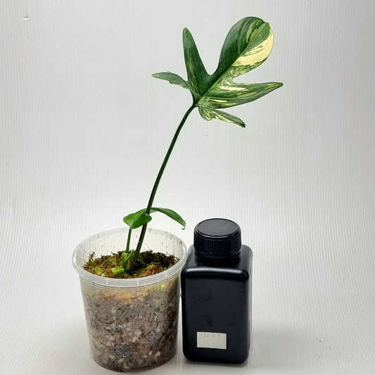Philodendron pedatum Variegated