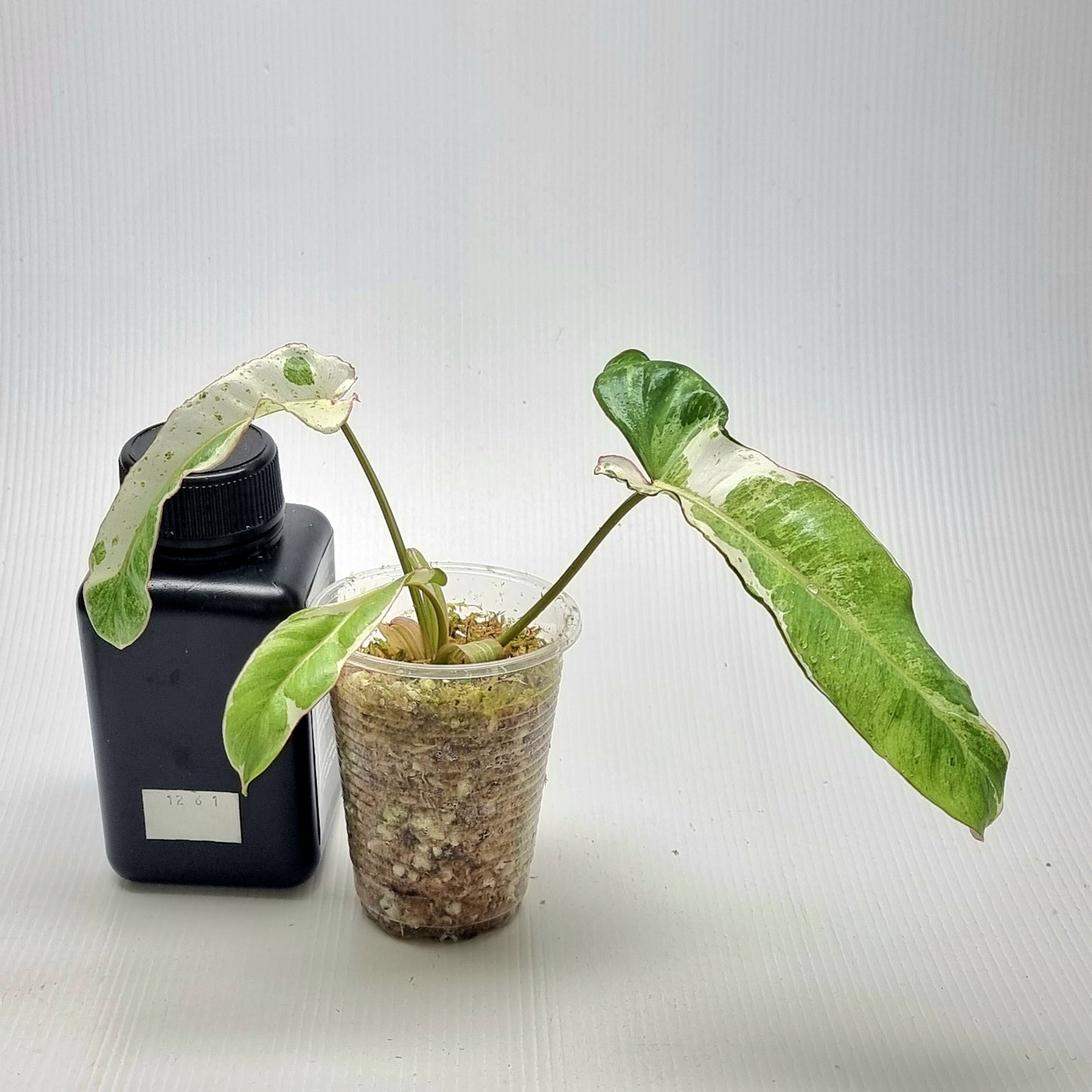 Philodendron Paraiso Verde Albo Variegated