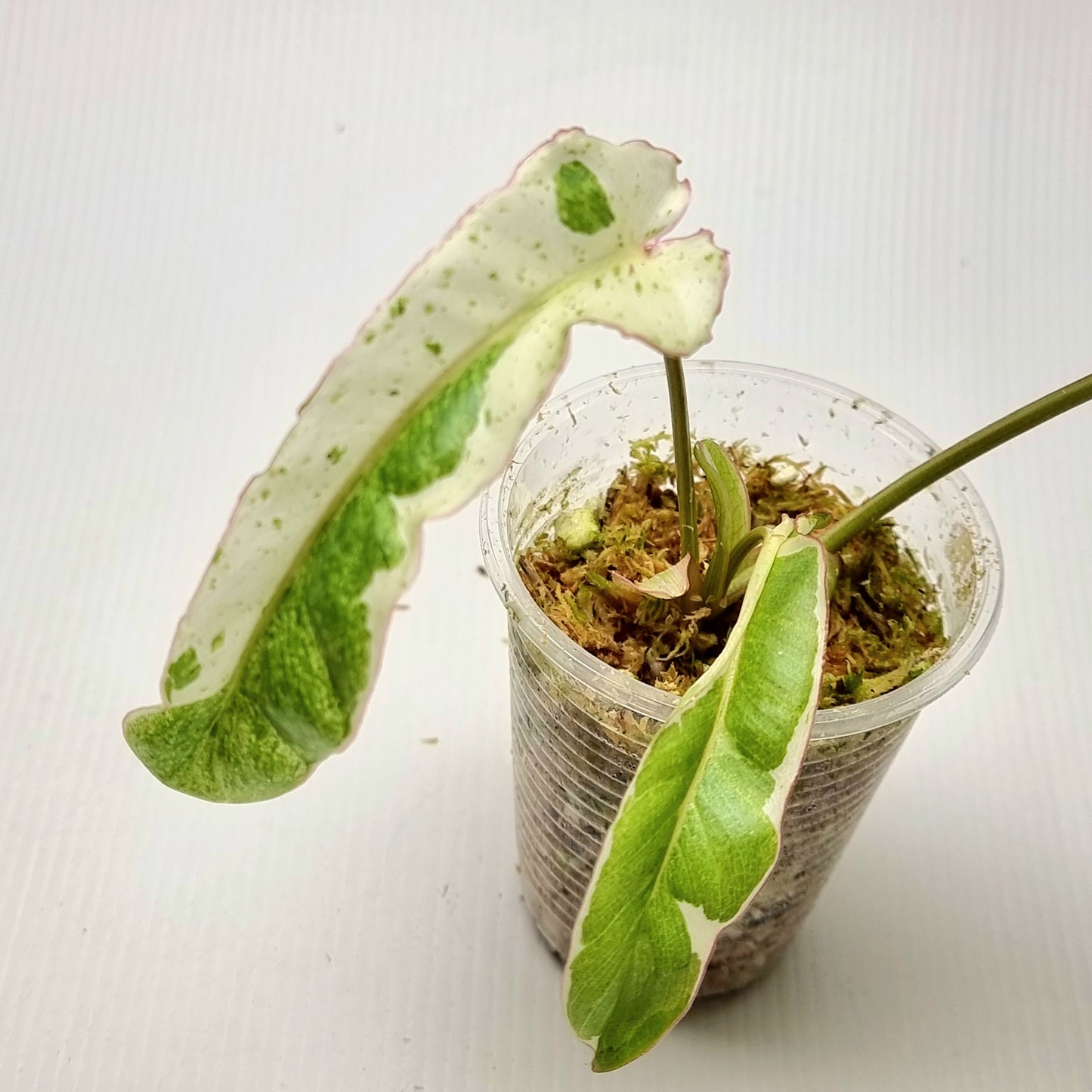 Philodendron Paraiso Verde Albo Variegated