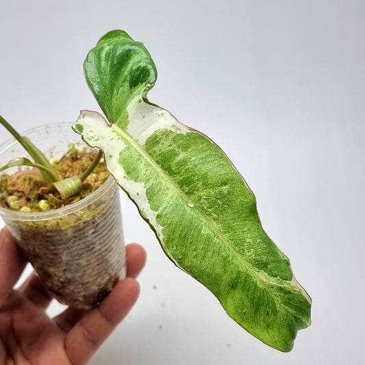Philodendron Paraiso Verde Albo Variegated