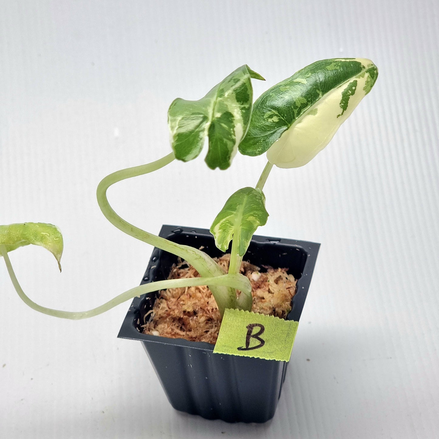 Alocasia sarian Variegated