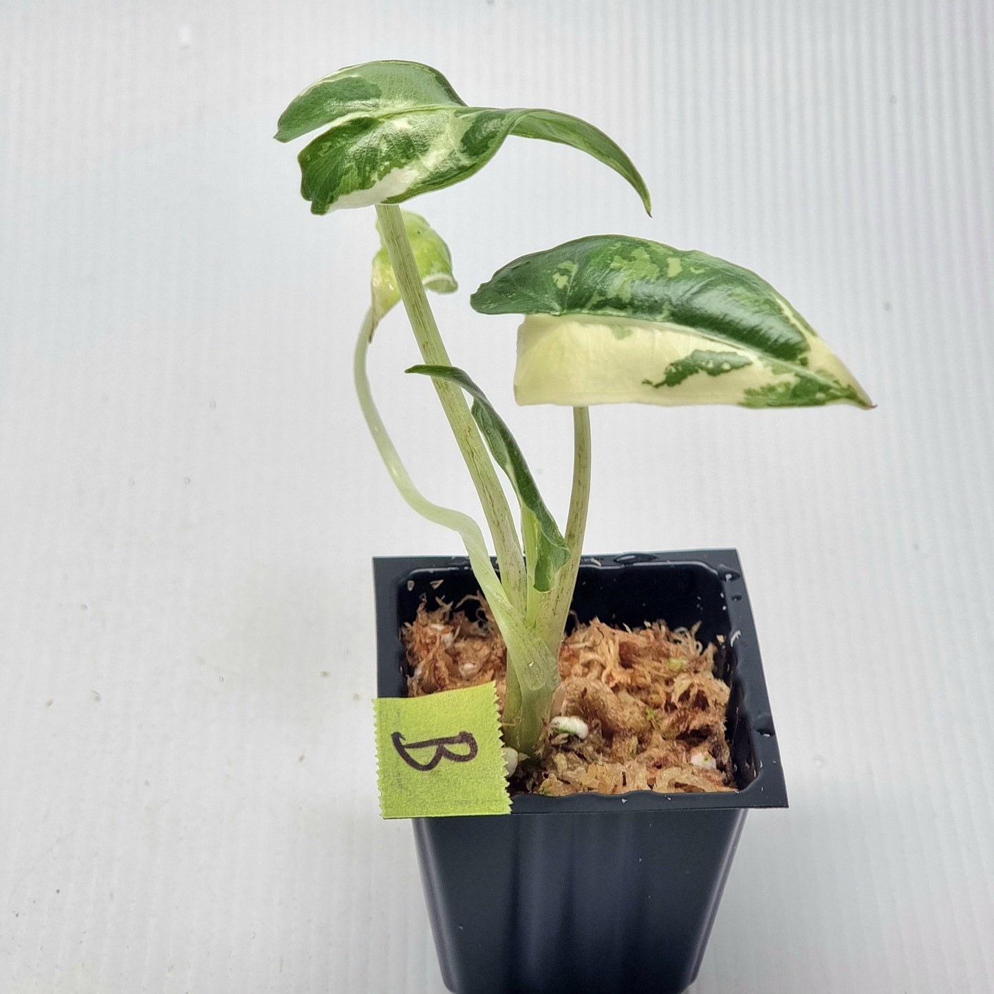Alocasia sarian Variegated