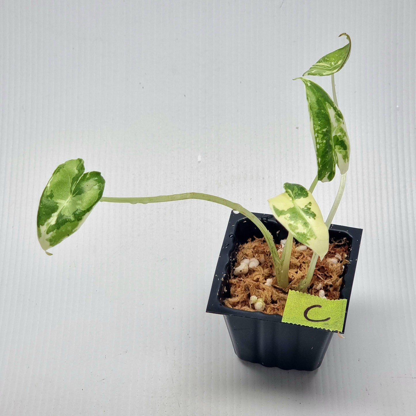 Alocasia sarian Variegated