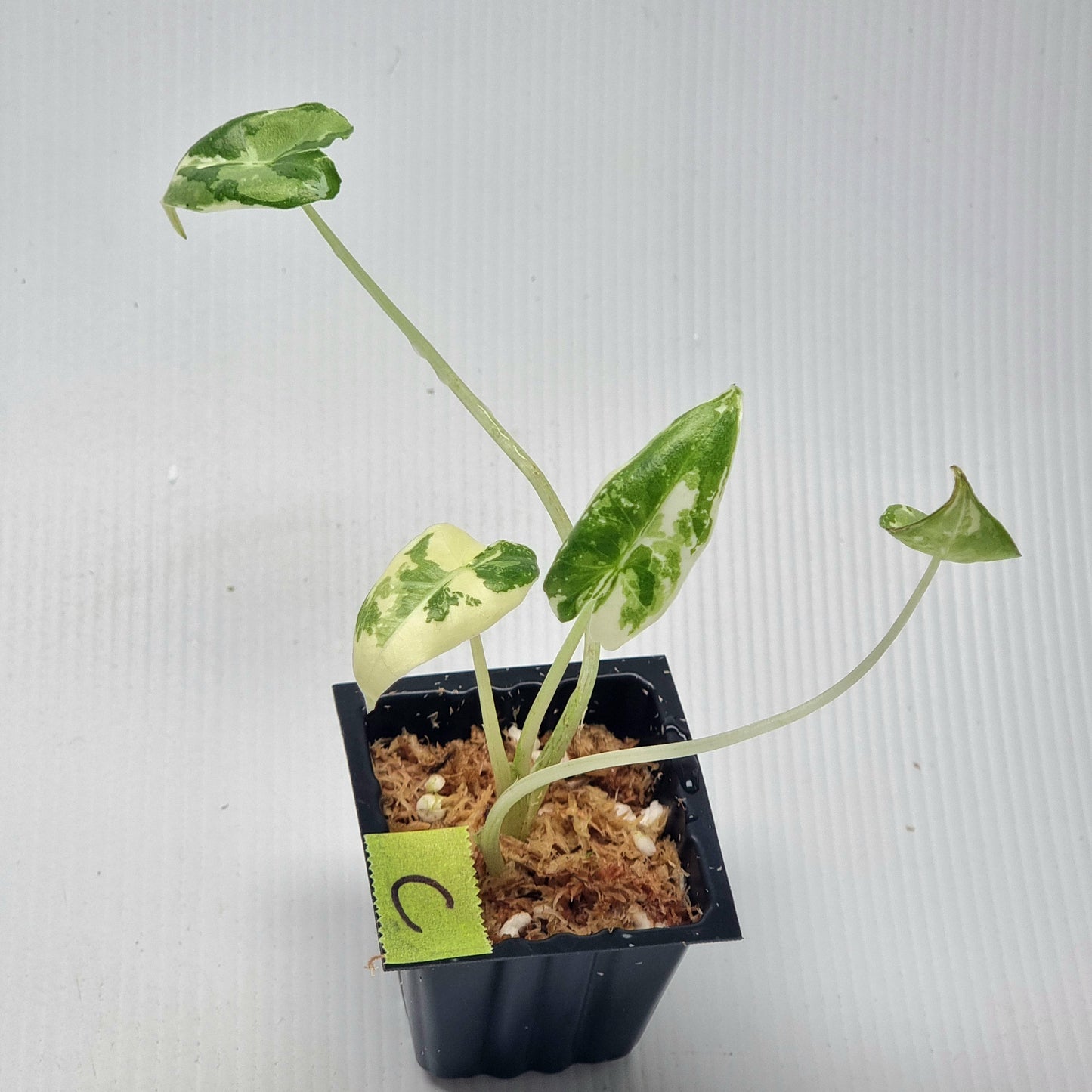 Alocasia sarian Variegated