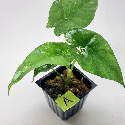 Alocasia Simpo LOW Variegated
