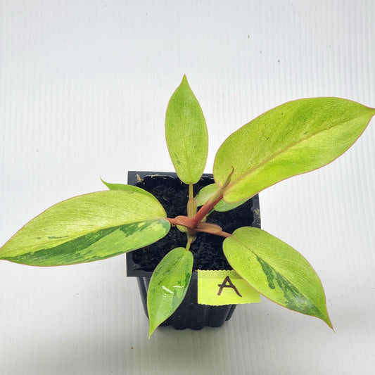 Philodendron Snowdrift Variegated