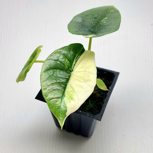 Alocasia Platinum/bisma Albo Variegated