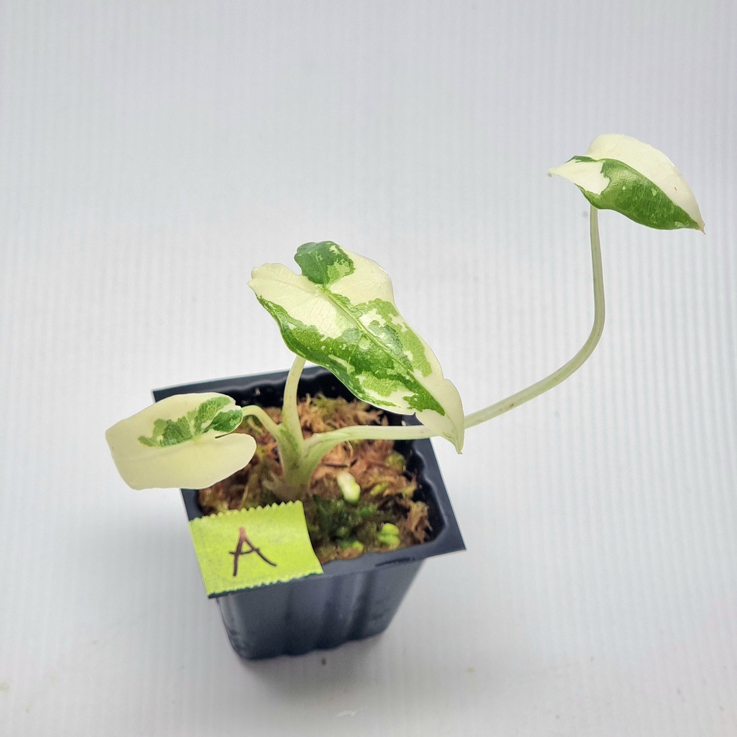 Alocasia sarian Variegated