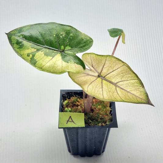 Alocasia Yucatan Princess Variegated