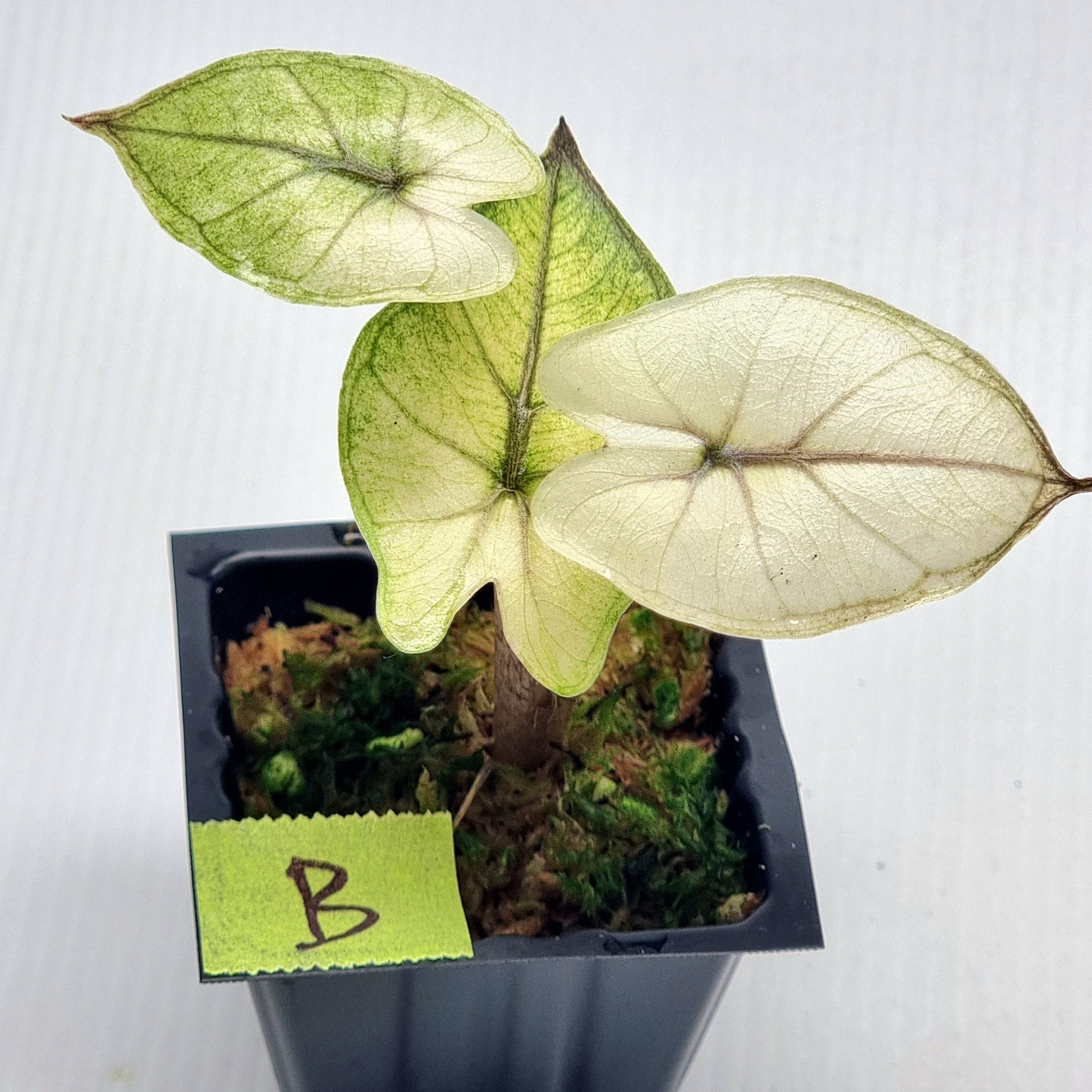 Alocasia Yucatan Princess Variegated