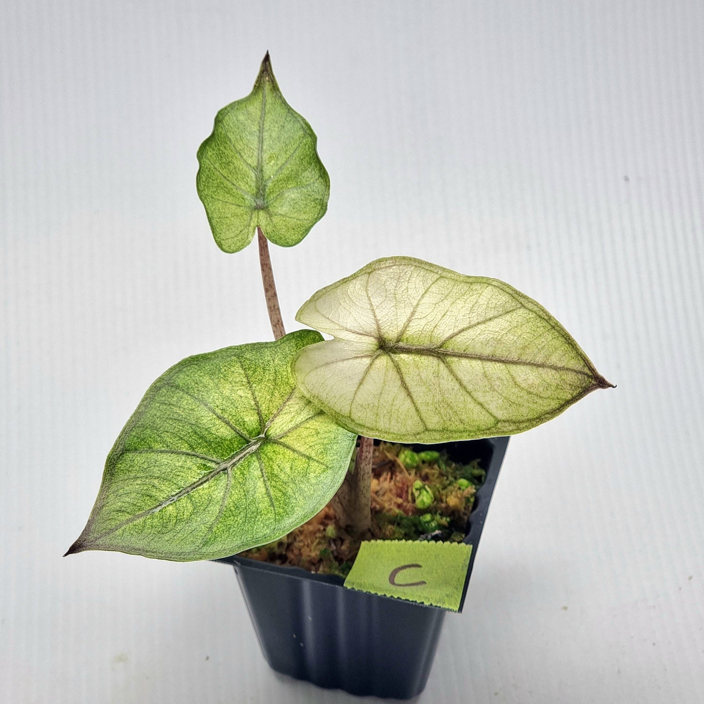 Alocasia Yucatan Princess Variegated