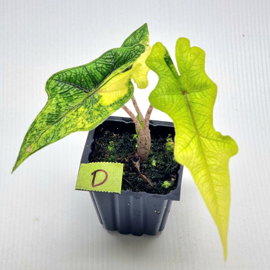 Alocasia Jacklyn Variegated