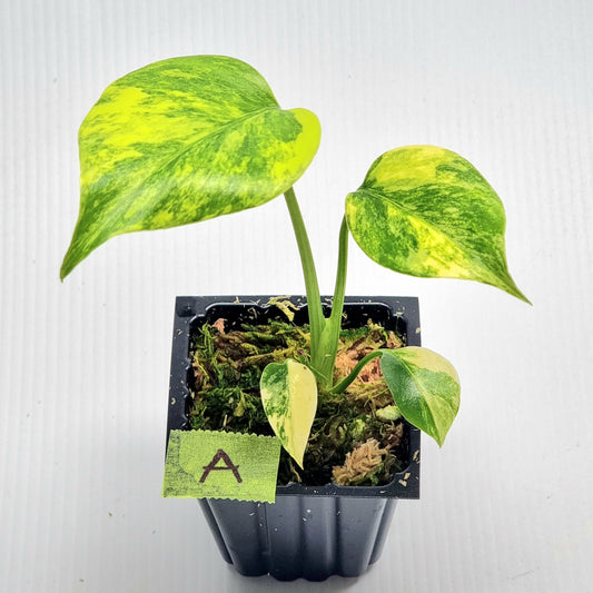 Monstera deliciosa Aurea Variegated (Large Form)