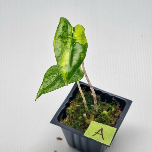 Alocasia zebrina Variegated