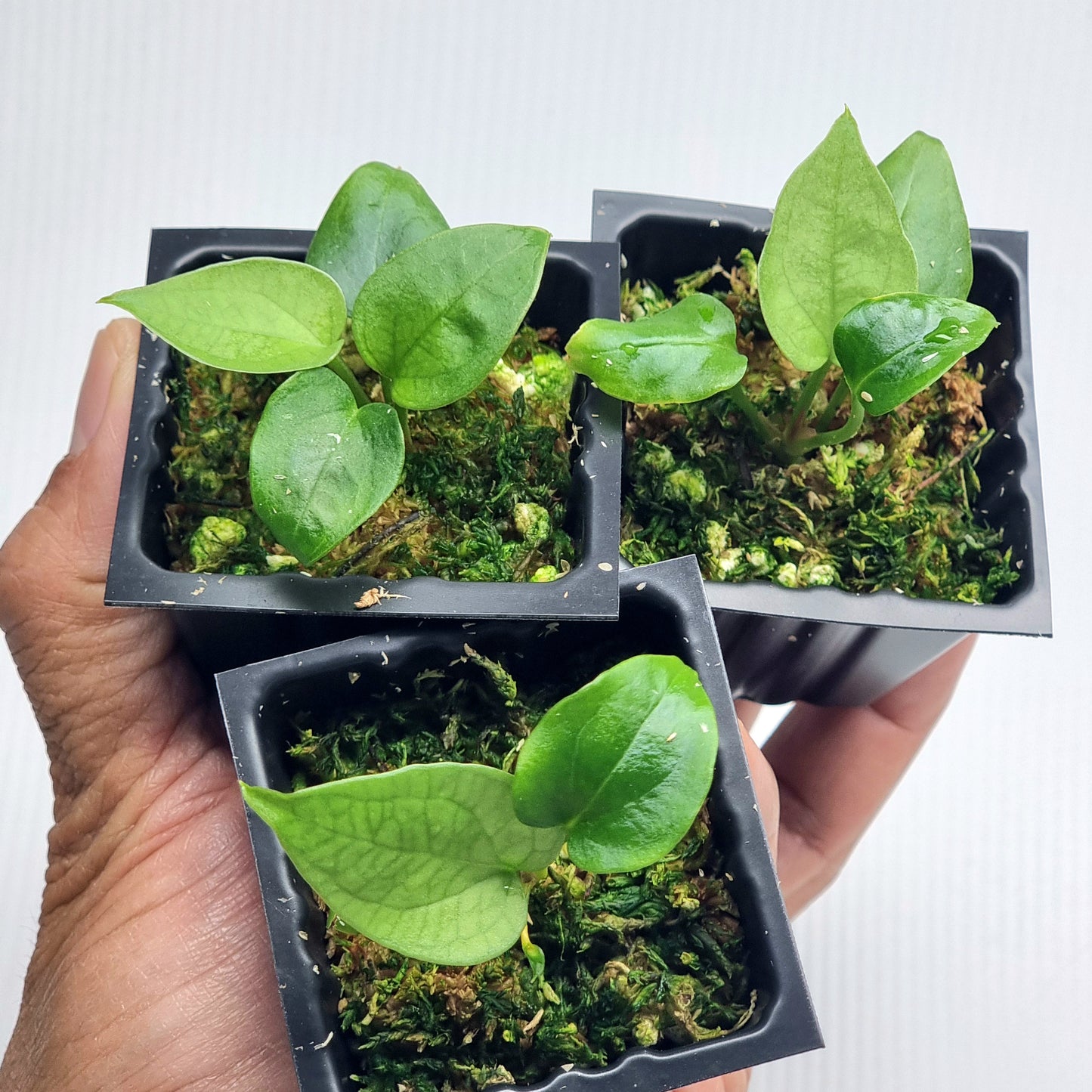 Anthurium luxurians x forgetii