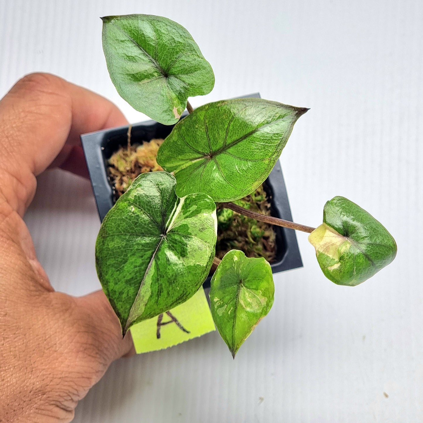 Alocasia Serendipity Variegated