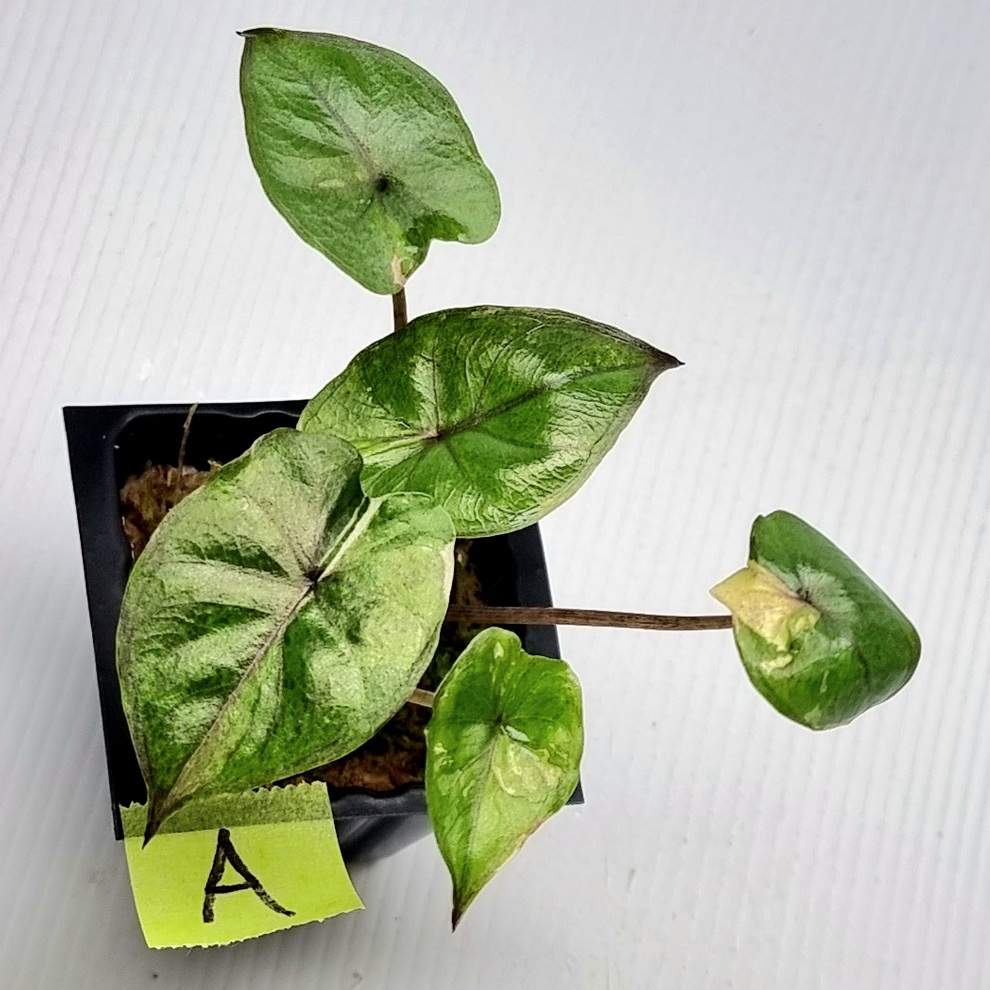 Alocasia Serendipity Variegated