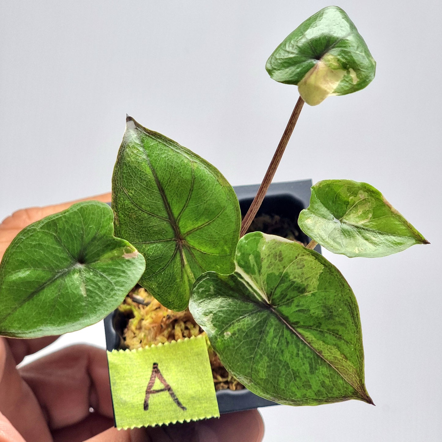 Alocasia Serendipity Variegated