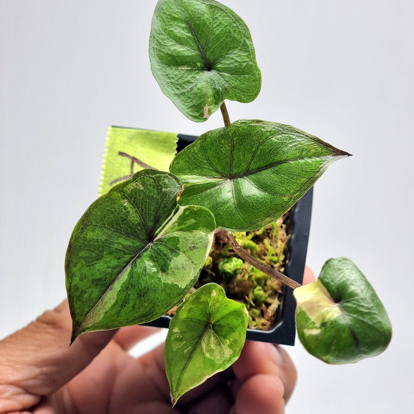 Alocasia Serendipity Variegated