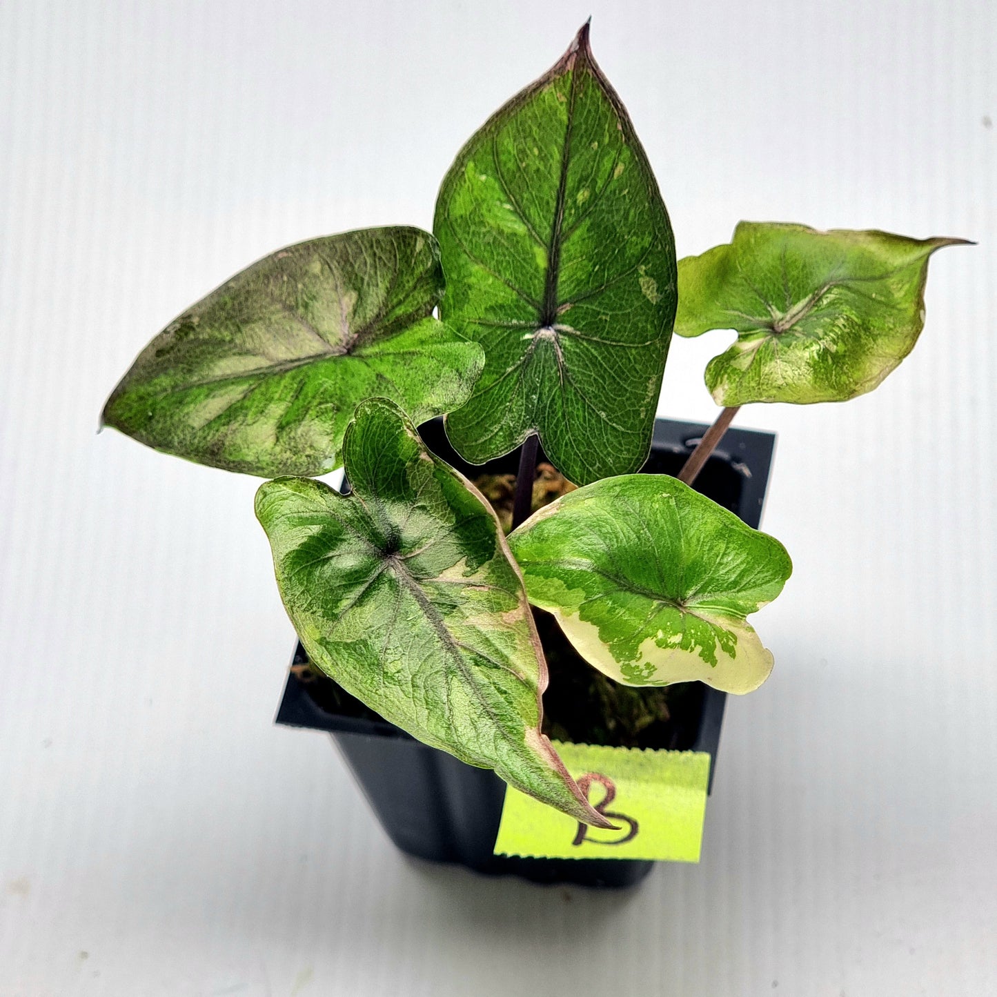 Alocasia Serendipity Variegated