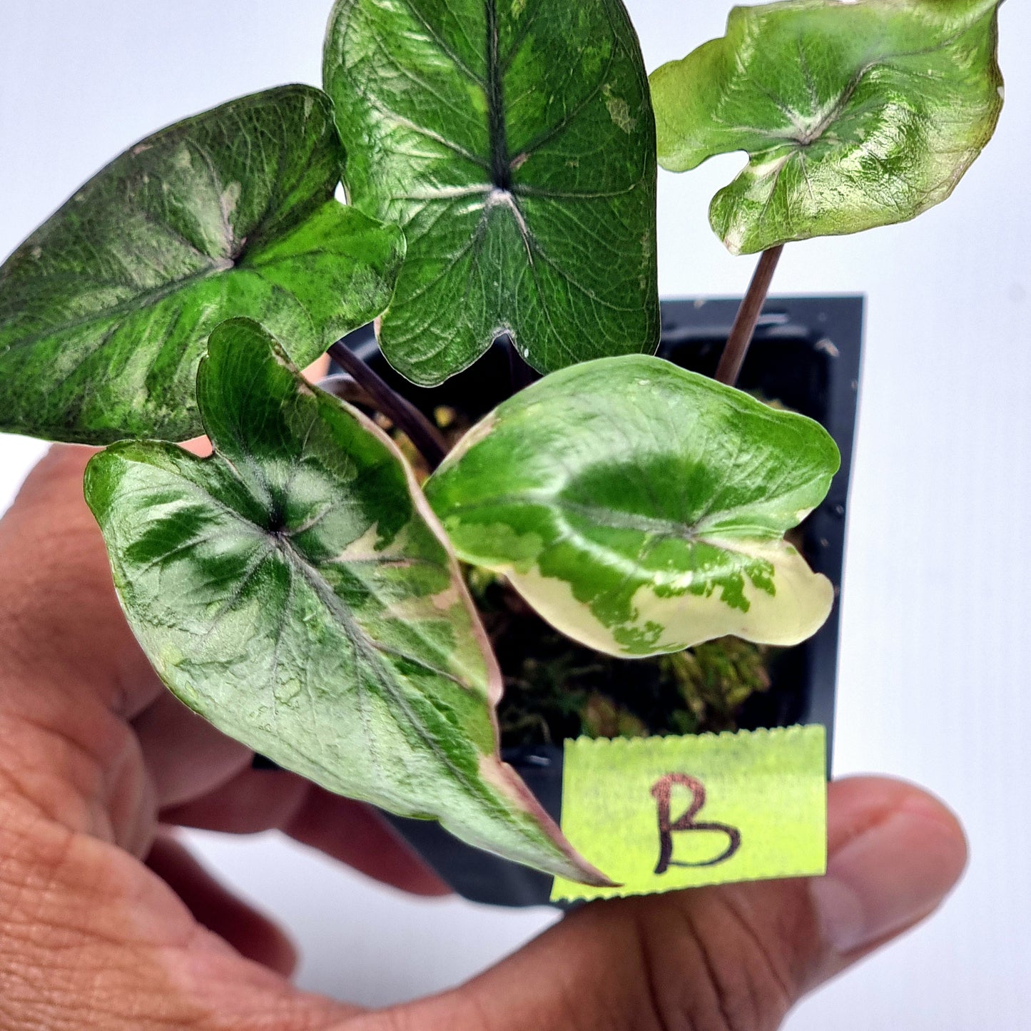 Alocasia Serendipity Variegated