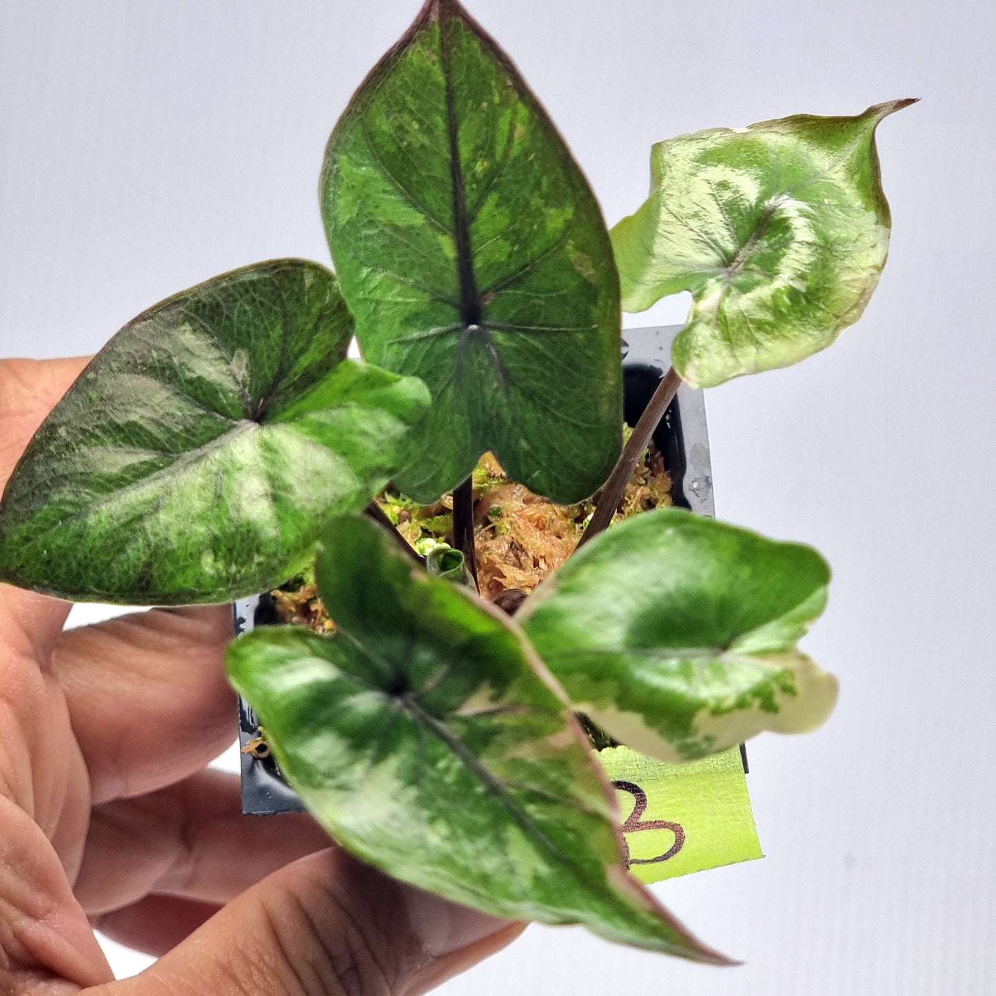 Alocasia Serendipity Variegated