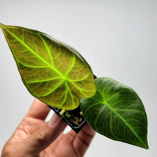 Alocasia Regal Shield REVERTED