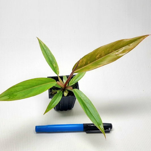 Philodendron Caramel Marble