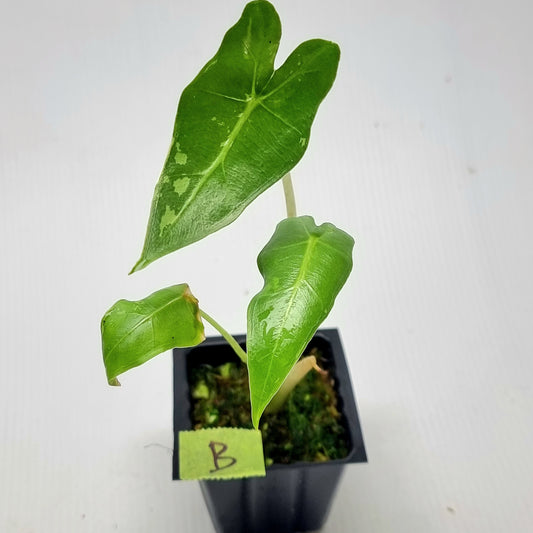Alocasia sarian LOW Variegated