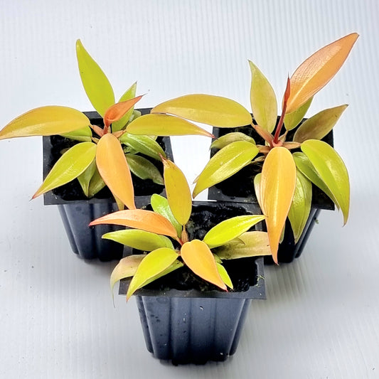 Philodendron orange princess Mutation