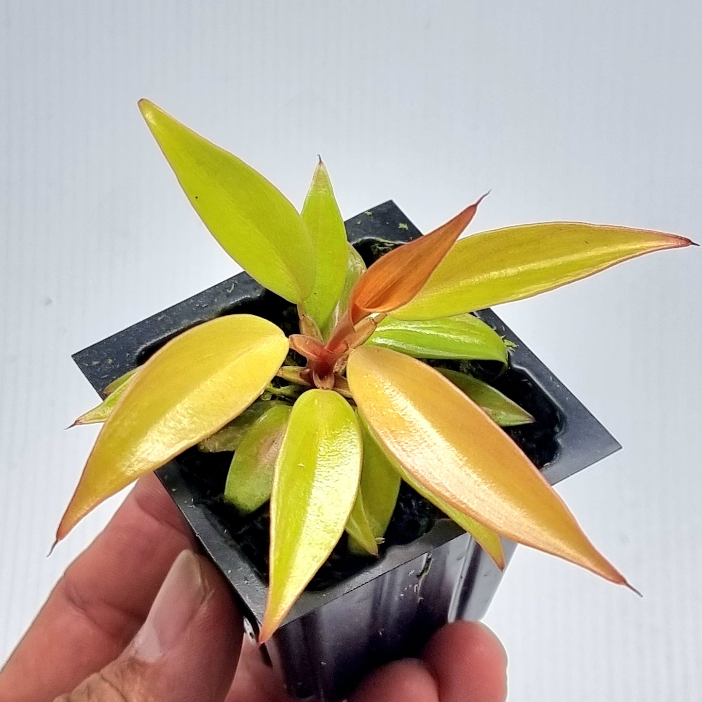 Philodendron orange princess Mutation
