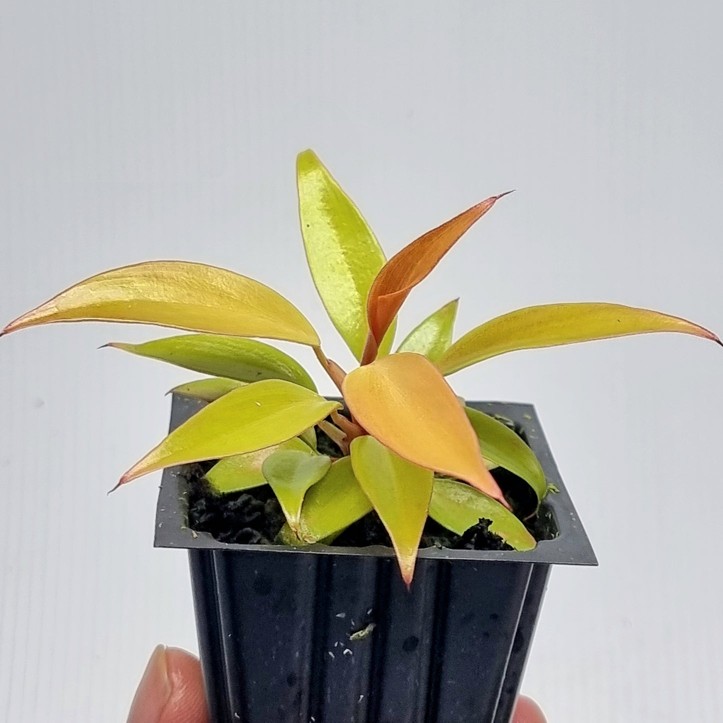 Philodendron orange princess Mutation