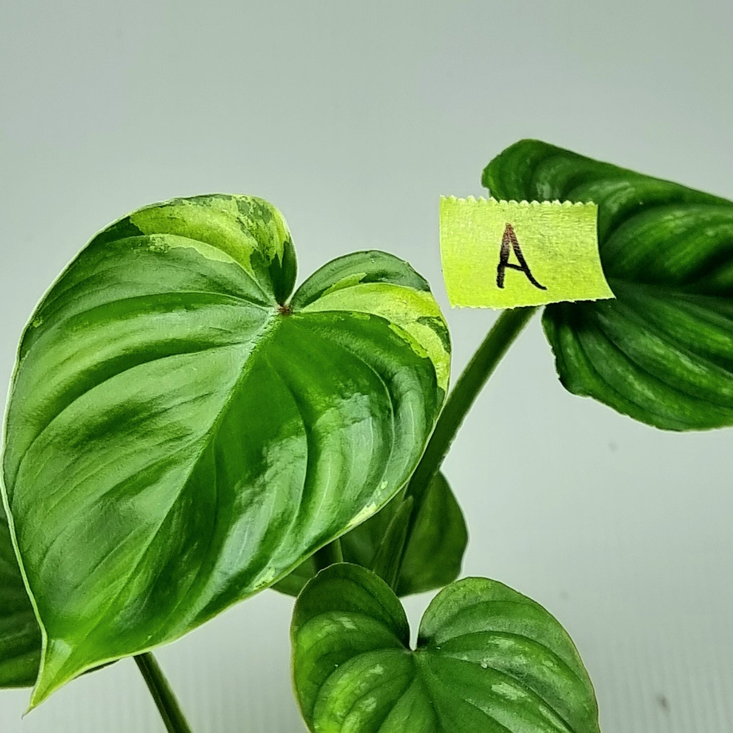 Philodendron plowmanii Variegated